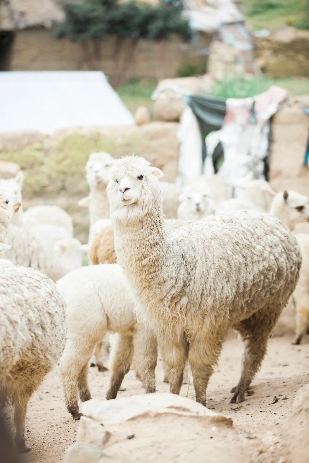From Farm to Sweater